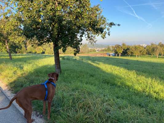Rhodesian Ridgeback-Beitrag-Bild