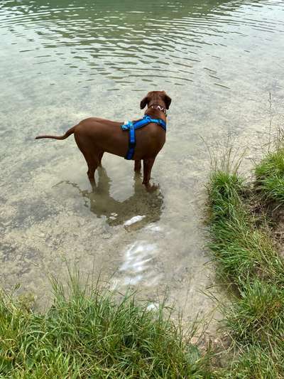 Hundeauslaufgebiet-Gönninger Seen-Bild