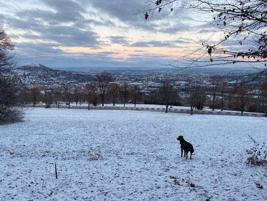 Rhodesian Ridgeback-Beitrag-Bild