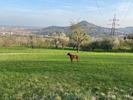 Rhodesian Ridgeback-Beitrag-Bild