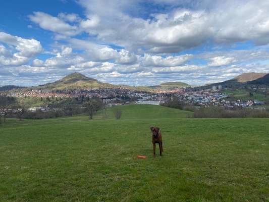 Rhodesian Ridgeback-Beitrag-Bild