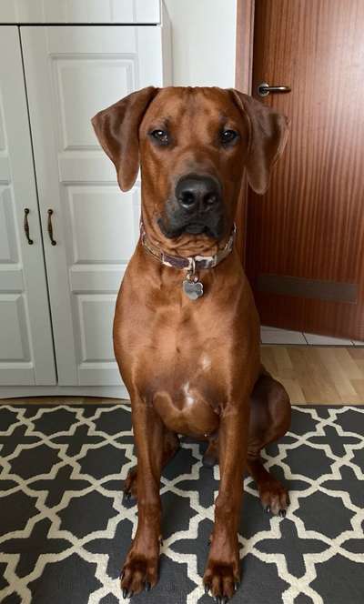 Rhodesian Ridgeback-Beitrag-Bild