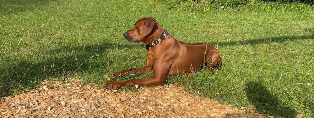 Rhodesian Ridgeback-Beitrag-Bild