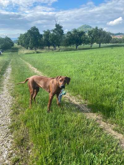 Rhodesian Ridgeback-Beitrag-Bild