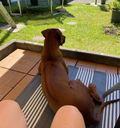 Rhodesian Ridgeback-Beitrag-Bild