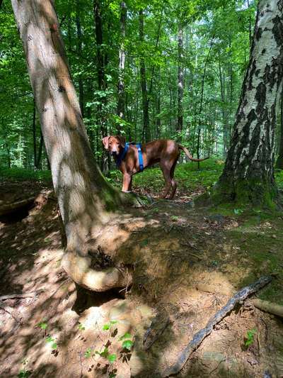 Rhodesian Ridgeback-Beitrag-Bild