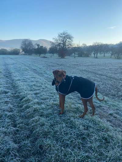Rhodesian Ridgeback-Beitrag-Bild