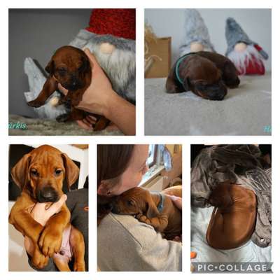 Rhodesian Ridgeback-Beitrag-Bild