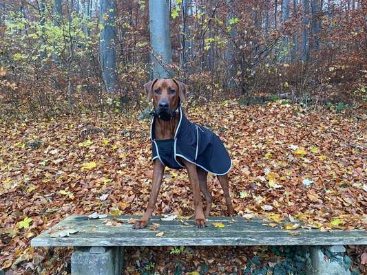 Rhodesian Ridgeback-Beitrag-Bild