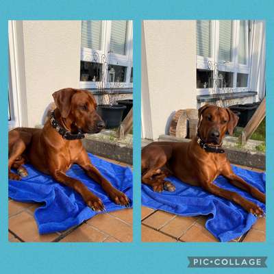 Rhodesian Ridgeback-Beitrag-Bild