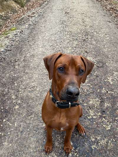 Rhodesian Ridgeback-Beitrag-Bild