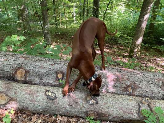 Rhodesian Ridgeback-Beitrag-Bild