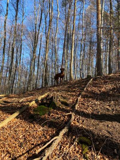 Rhodesian Ridgeback-Beitrag-Bild