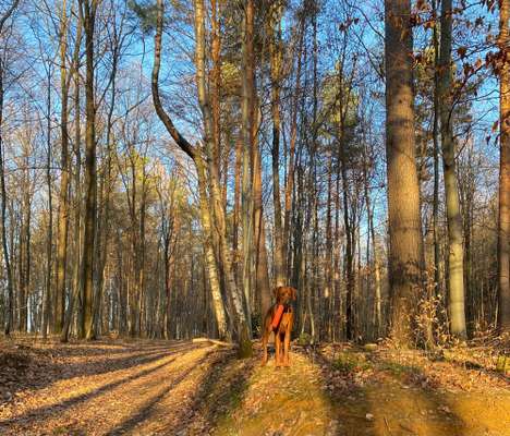 Rhodesian Ridgeback-Beitrag-Bild