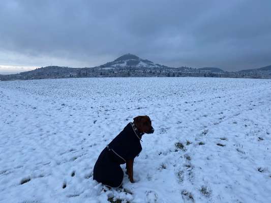 Rhodesian Ridgeback-Beitrag-Bild