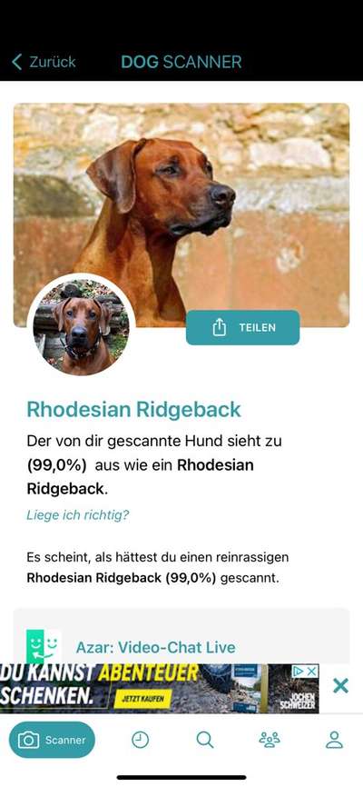 Rhodesian Ridgeback-Beitrag-Bild