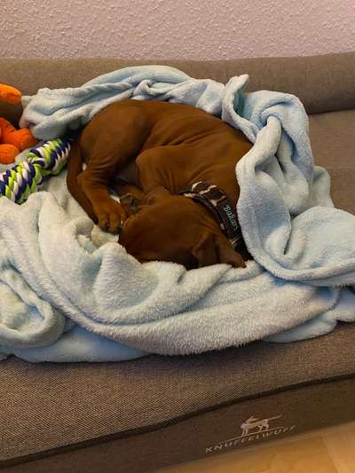 Rhodesian Ridgeback-Beitrag-Bild