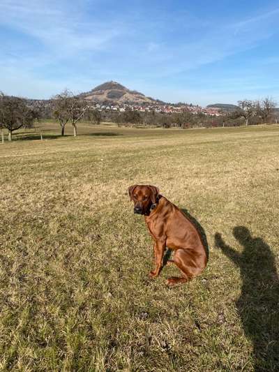 Rhodesian Ridgeback-Beitrag-Bild