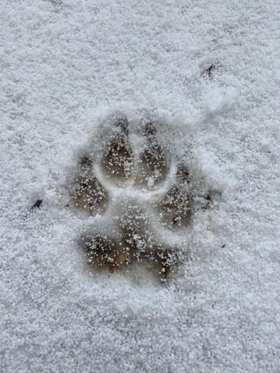 Rhodesian Ridgeback-Beitrag-Bild