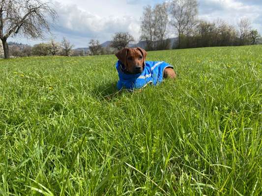 Rhodesian Ridgeback-Beitrag-Bild