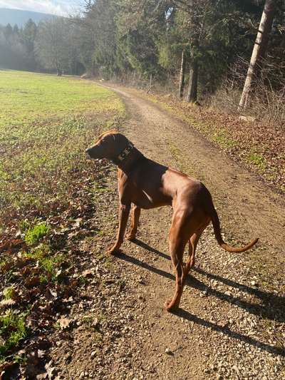Rhodesian Ridgeback-Beitrag-Bild