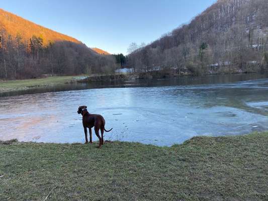 Rhodesian Ridgeback-Beitrag-Bild