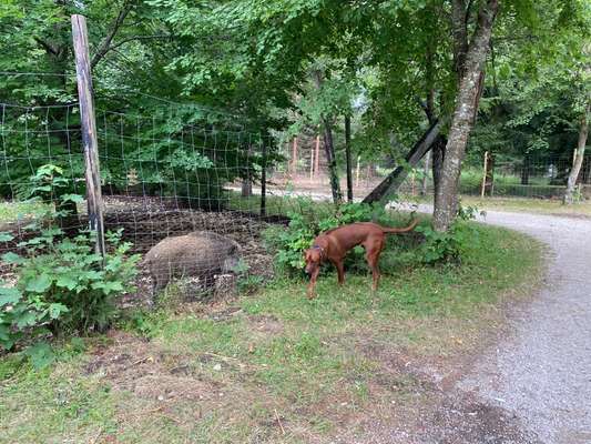 Rhodesian Ridgeback-Beitrag-Bild