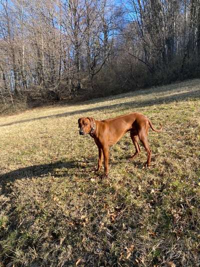 Rhodesian Ridgeback-Beitrag-Bild