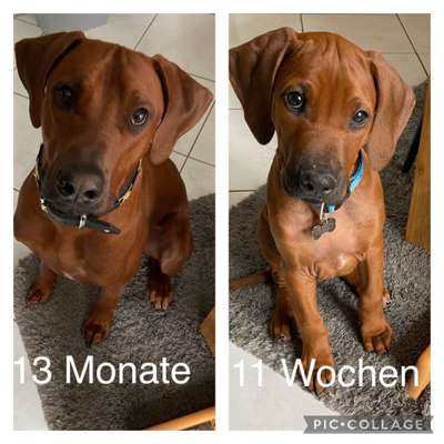 Rhodesian Ridgeback-Beitrag-Bild