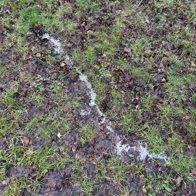 Giftköder-Weißes Pulver verstreut!!-Bild