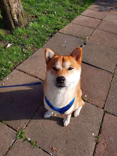 Shiba Inu und andere japanische Rassen!-Beitrag-Bild