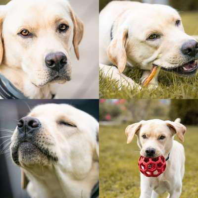 Hundetreffen-Labrador Treffen: Spatziergang, Spiel und Training-Bild