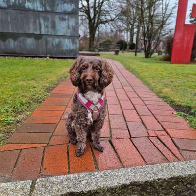 Hundetreffen-Hundetreffen-Bild