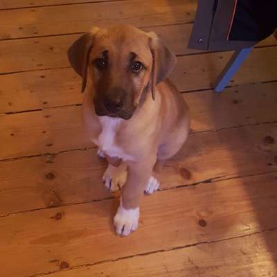 Hundetreffen-Welpen treffen-Bild