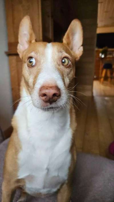 Würdet ihr euch die gleiche Rasse wiederkaufen?-Beitrag-Bild