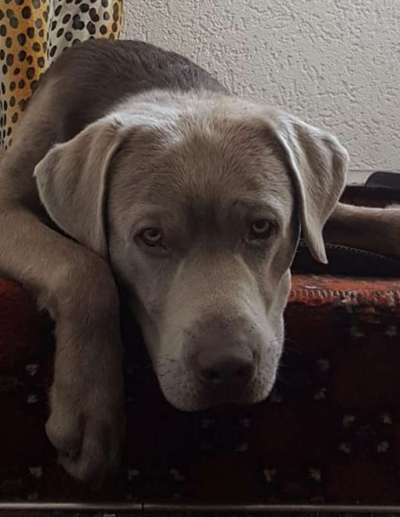 Zeigt mir die tollste Nahaufnahme von eurer Fellnase-Beitrag-Bild