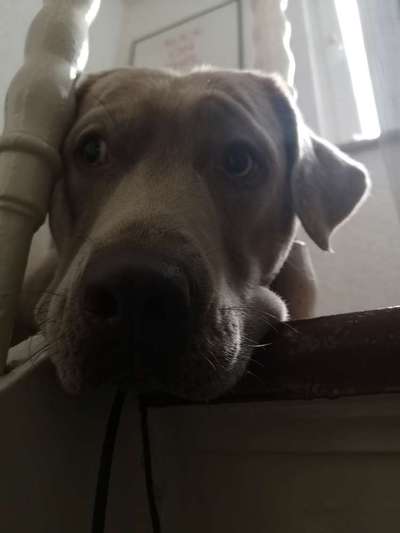 Labradorfans-Beitrag-Bild