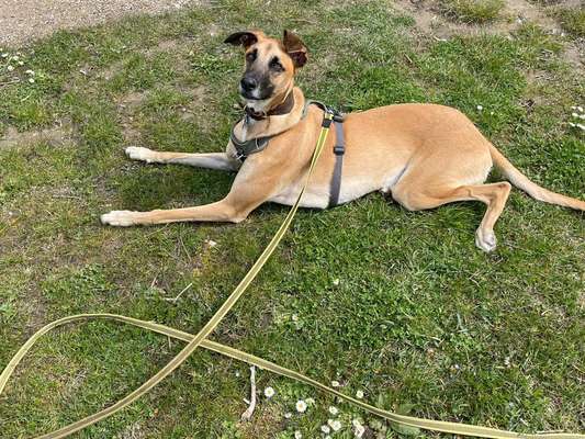Windhunde - Treffen der besonderen Schönheiten
HERZLICH WILLKOMMEN-Beitrag-Bild