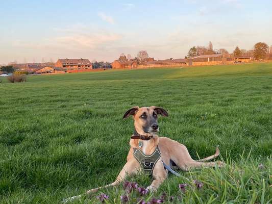 Windhunde - Treffen der besonderen Schönheiten
HERZLICH WILLKOMMEN-Beitrag-Bild