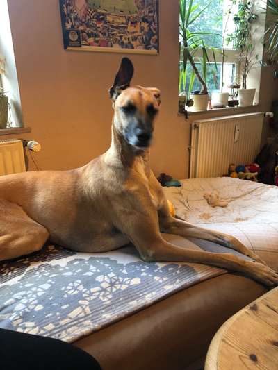 Windhunde - Treffen der besonderen Schönheiten
HERZLICH WILLKOMMEN-Beitrag-Bild