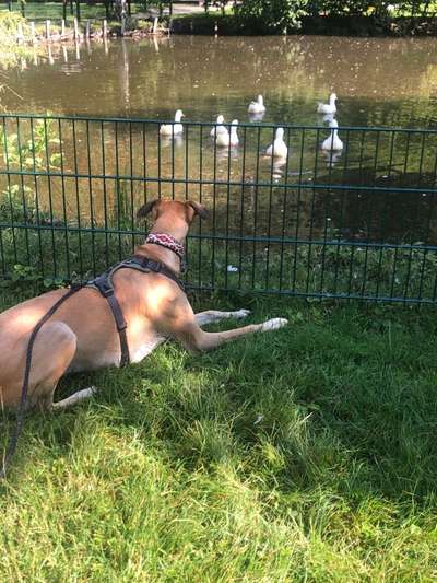 Windhunde - Treffen der besonderen Schönheiten
HERZLICH WILLKOMMEN-Beitrag-Bild