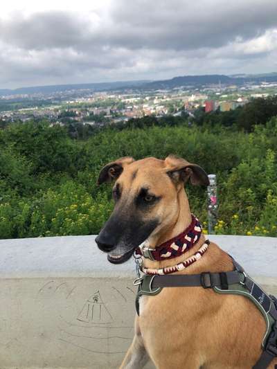 Windhunde - Treffen der besonderen Schönheiten
HERZLICH WILLKOMMEN-Beitrag-Bild