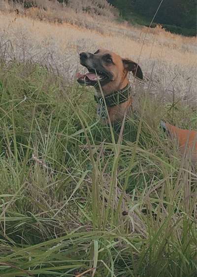 Windhunde - Treffen der besonderen Schönheiten
HERZLICH WILLKOMMEN-Beitrag-Bild