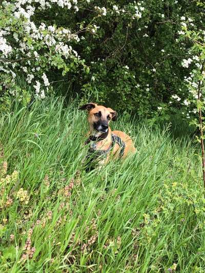 Die Dogorama Monats Challenge "Es grünt und blüht"-Beitrag-Bild