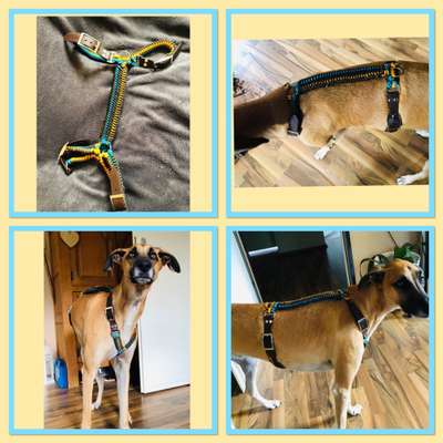 Windhunde - Treffen der besonderen Schönheiten
HERZLICH WILLKOMMEN-Beitrag-Bild