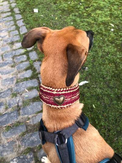 Windhunde - Treffen der besonderen Schönheiten
HERZLICH WILLKOMMEN-Beitrag-Bild