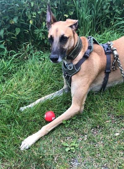 Windhunde - Treffen der besonderen Schönheiten
HERZLICH WILLKOMMEN-Beitrag-Bild