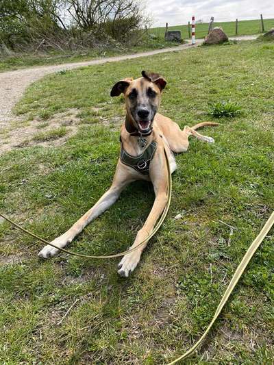 Hundetreffen-Galgos zum spielen und toben-Bild