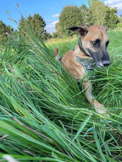 Windhunde - Treffen der besonderen Schönheiten
HERZLICH WILLKOMMEN-Beitrag-Bild