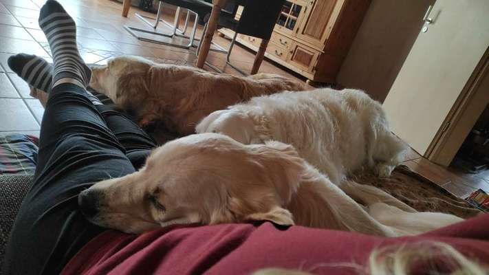 Wo sind die Golden Retriever Liebhaber?-Beitrag-Bild